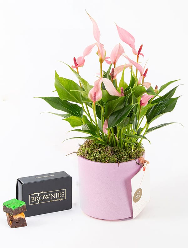 Lily & Brownies Mixbox (6'lı) Bundle